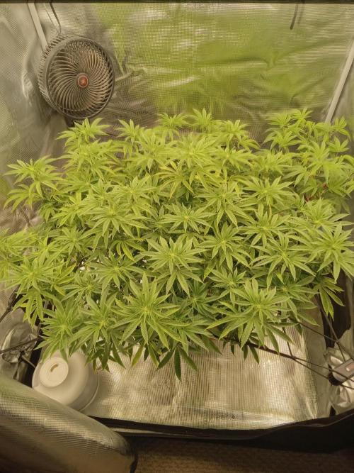 Cap junky yeilders clone. Week 17