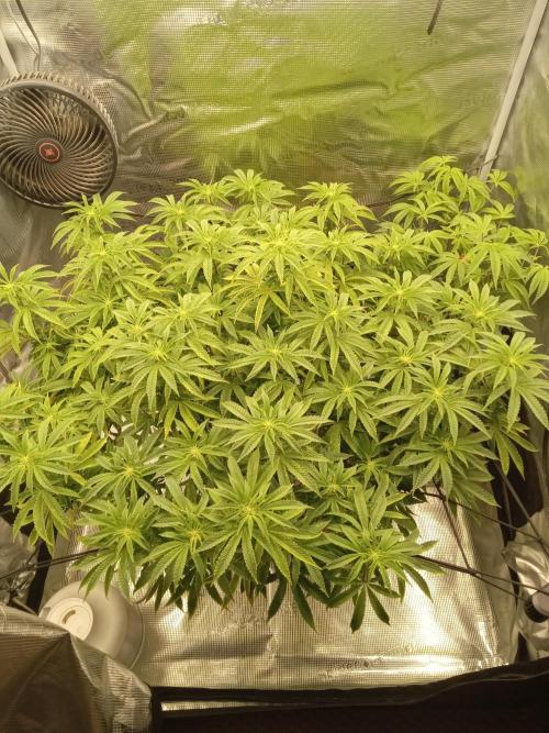 Cap junky yeilders clone. Week 17