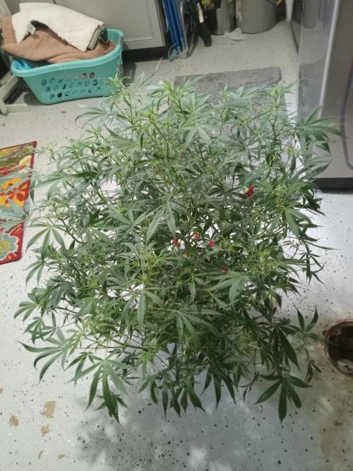 nasc purple lemonade. Week 11
