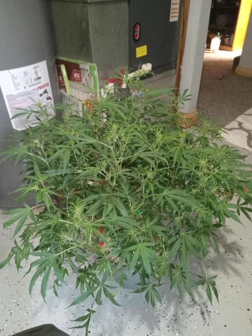 nasc purple lemonade. Week 11