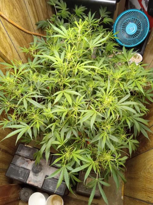 Grow Tent 3x3x6. Week 11