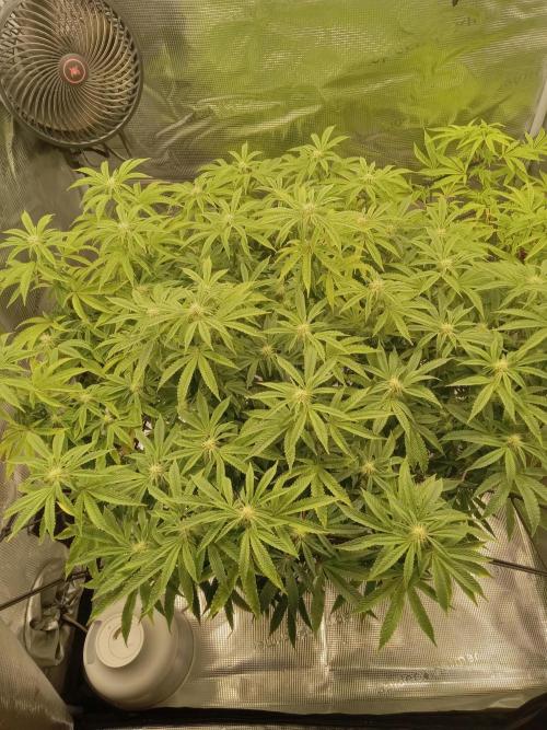 Cap junky yeilders clone. Week 18