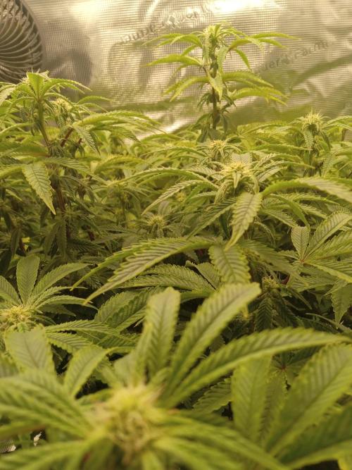 Cap junky yeilders clone. Week 18