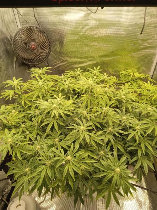Cap junky yeilders clone. Week 18