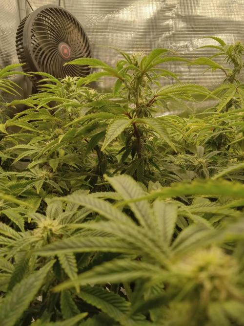 Cap junky yeilders clone. Week 18
