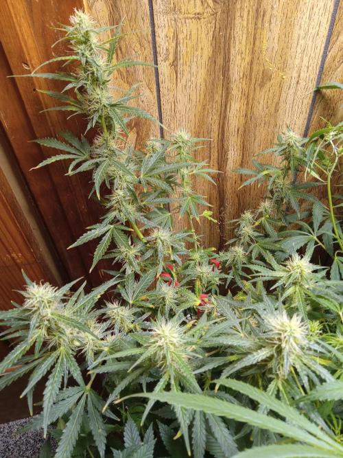 Gorilla Z auto solo cup grow. Week 9