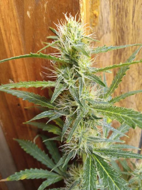 Gorilla Z auto solo cup grow. Week 9