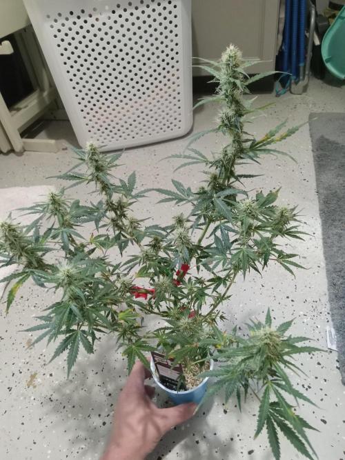 Gorilla Z auto solo cup grow. Week 9