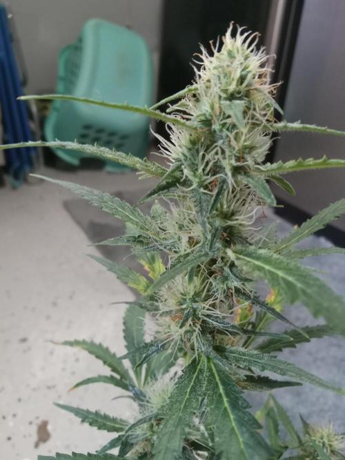 Gorilla Z auto solo cup grow. Week 9