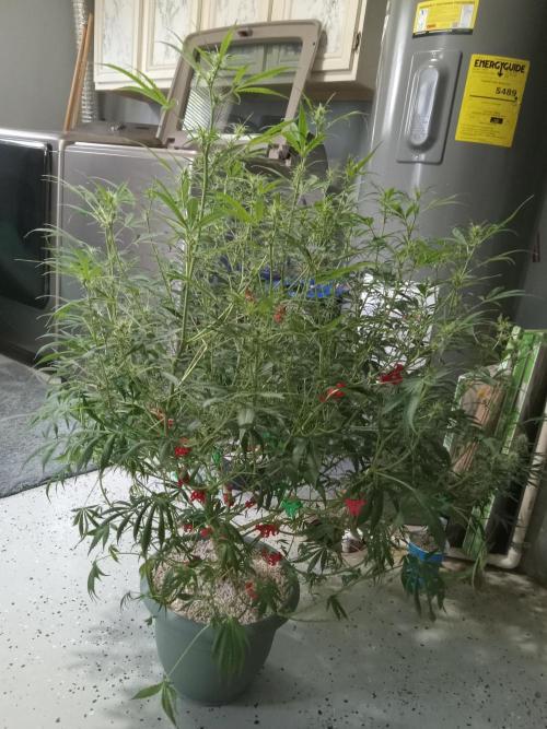 nasc purple lemonade. Week 12