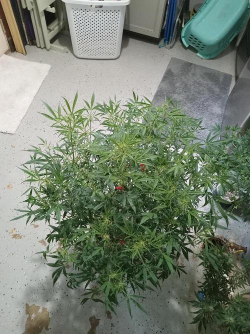nasc purple lemonade. Week 12