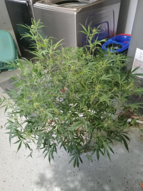 nasc purple lemonade. Week 12