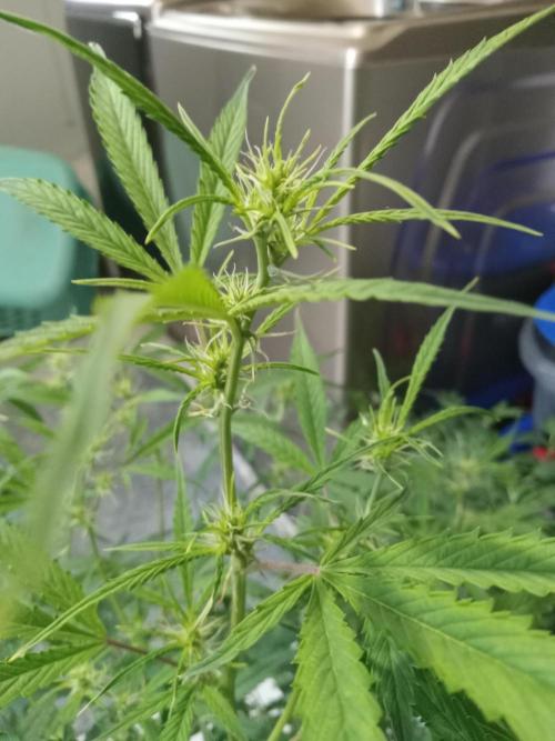 nasc purple lemonade. Week 12