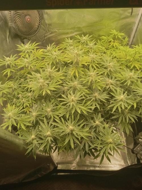 Cap junky yeilders clone. Week 19
