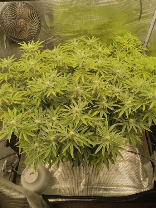 Cap junky yeilders clone. Week 19