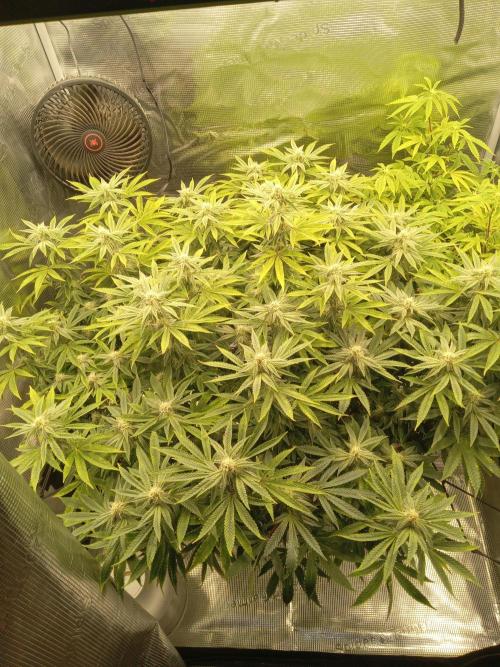 Cap junky yeilders clone. Week 19