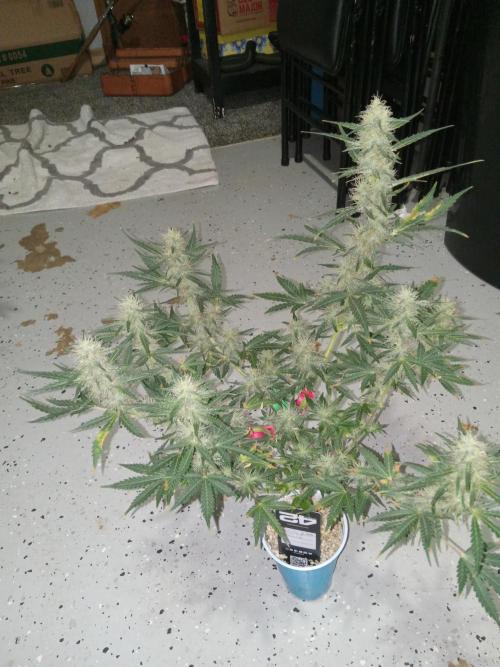 Gorilla Z auto solo cup grow. Week 10