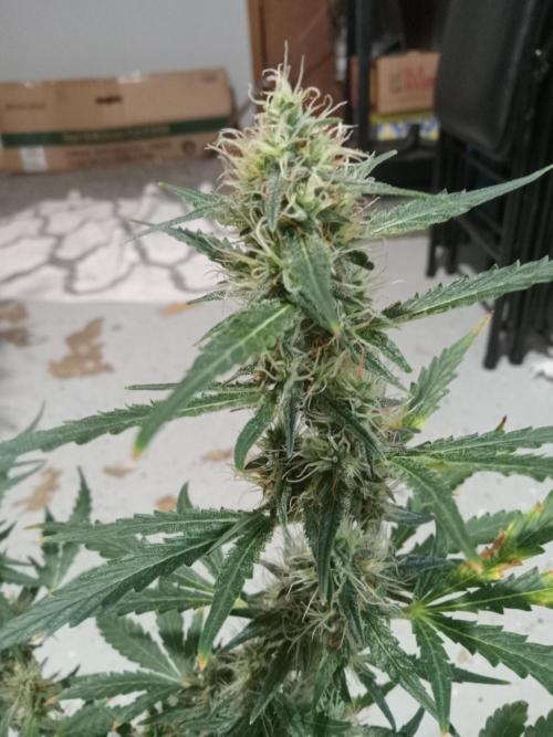 Gorilla Z auto solo cup grow. Week 10