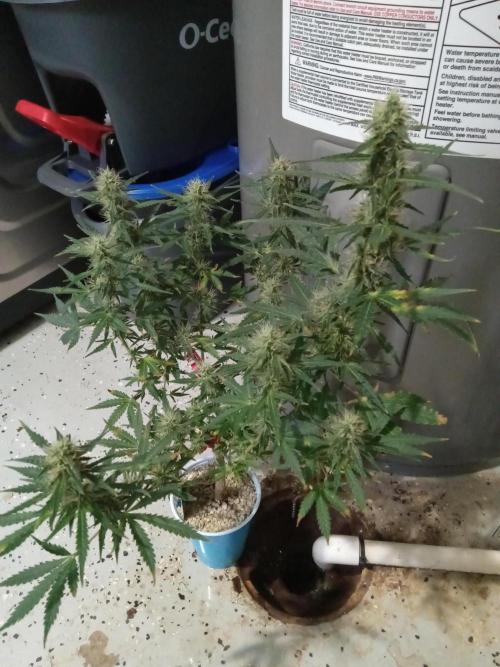 Gorilla Z auto solo cup grow. Week 10
