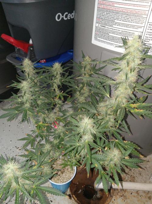 Gorilla Z auto solo cup grow. Week 10