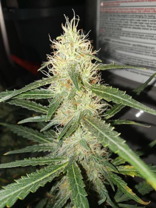 Gorilla Z auto solo cup grow. Week 10