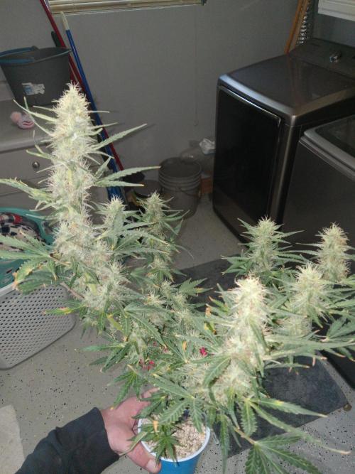 Gorilla Z auto solo cup grow. Week 10