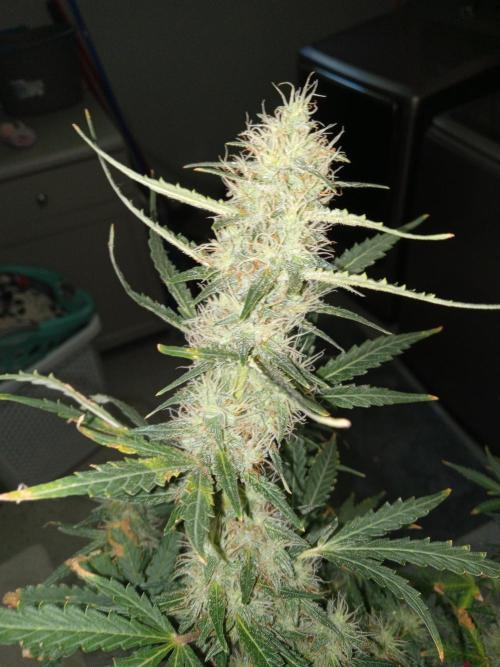 Gorilla Z auto solo cup grow. Week 10