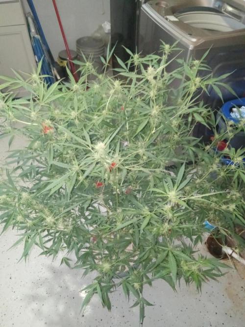 nasc purple lemonade. Week 13