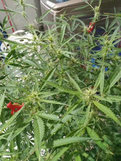 nasc purple lemonade. Week 13