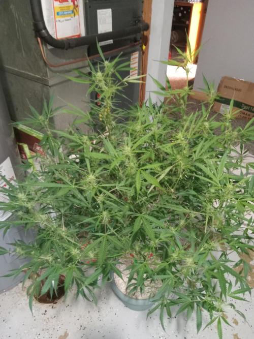 nasc purple lemonade. Week 13