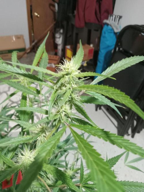 nasc purple lemonade. Week 13