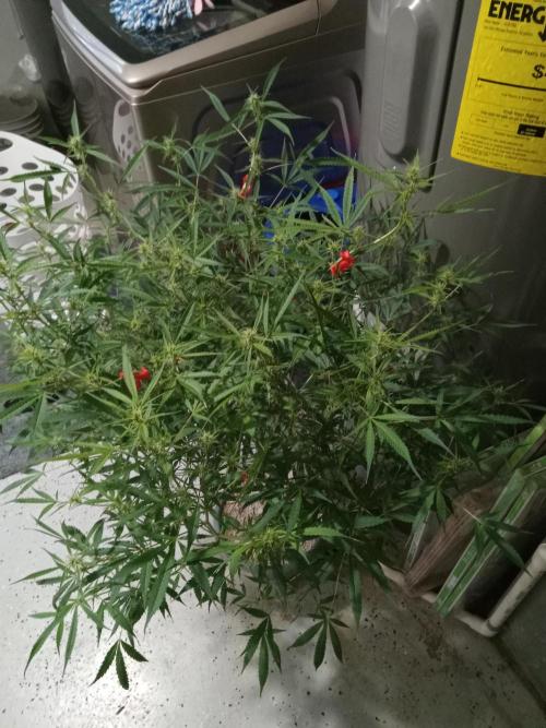 nasc purple lemonade. Week 13