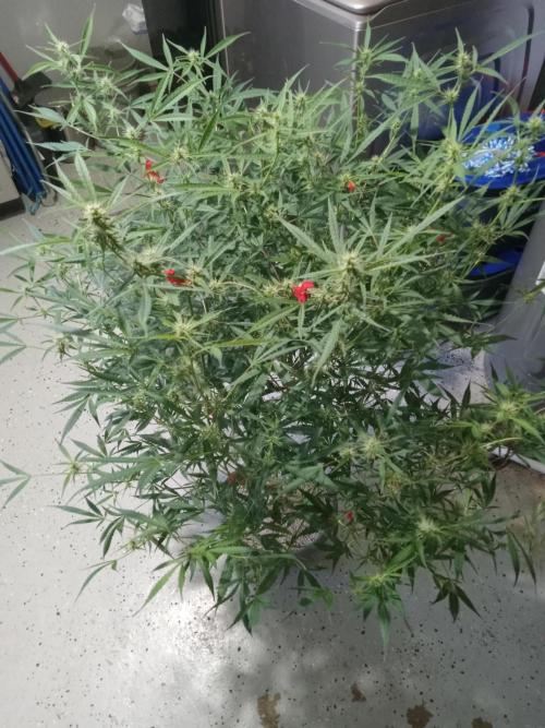 nasc purple lemonade. Week 13
