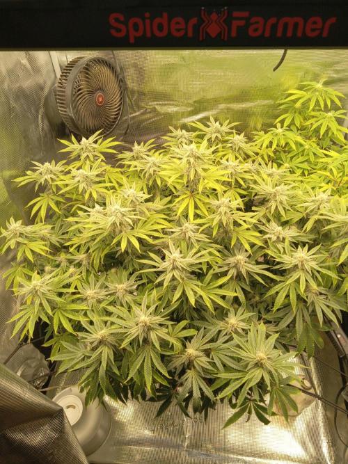 Cap junky yeilders clone. Week 20