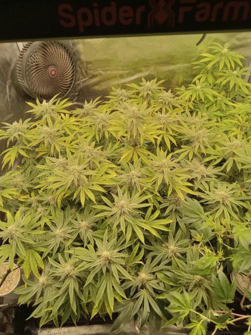 Cap junky yeilders clone. Week 20