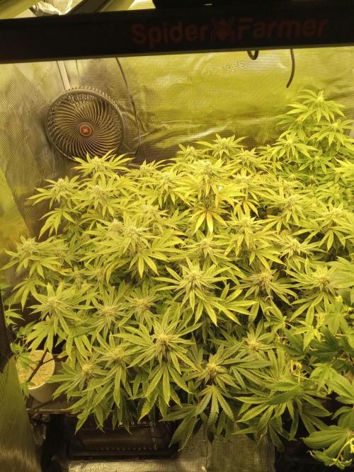 Cap junky yeilders clone. Week 20