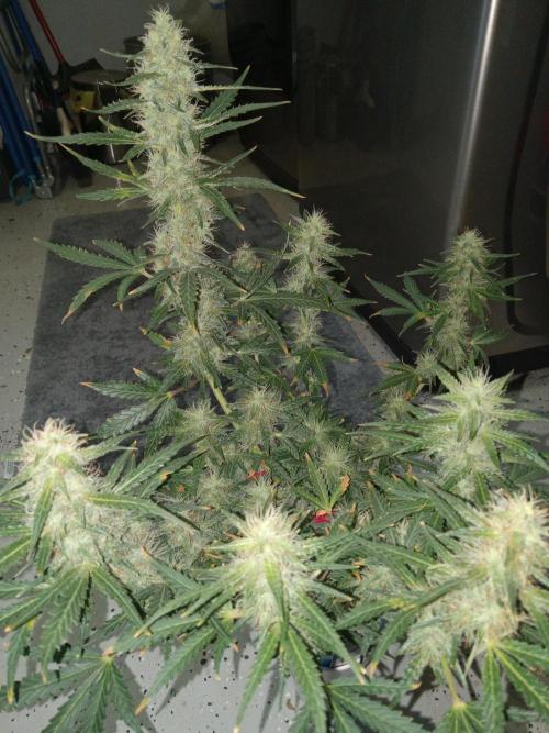 Gorilla Z auto solo cup grow. Week 11