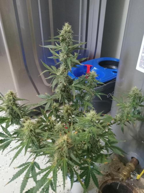 Gorilla Z auto solo cup grow. Week 11