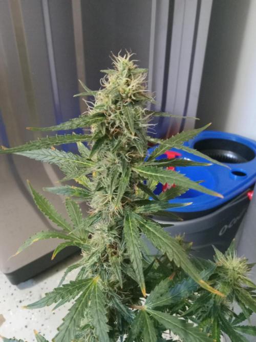 Gorilla Z auto solo cup grow. Week 11