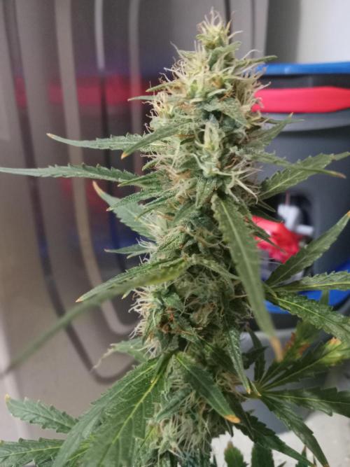 Gorilla Z auto solo cup grow. Week 11