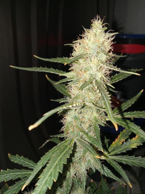 Gorilla Z auto solo cup grow. Week 11