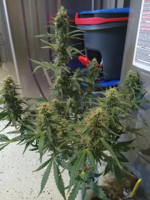 Gorilla Z auto solo cup grow. Week 11