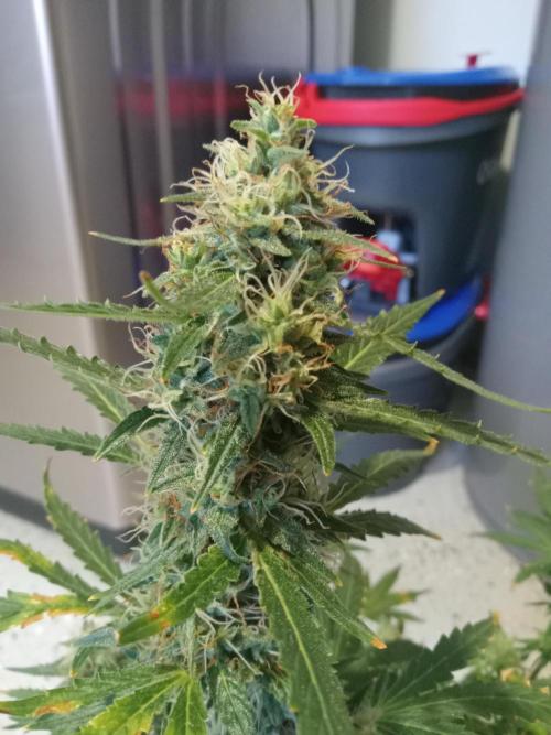 Gorilla Z auto solo cup grow. Week 11