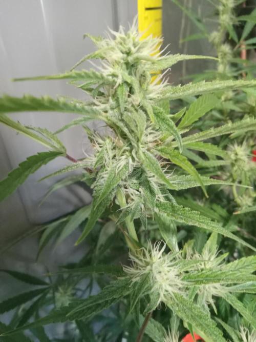 nasc purple lemonade. Week 14