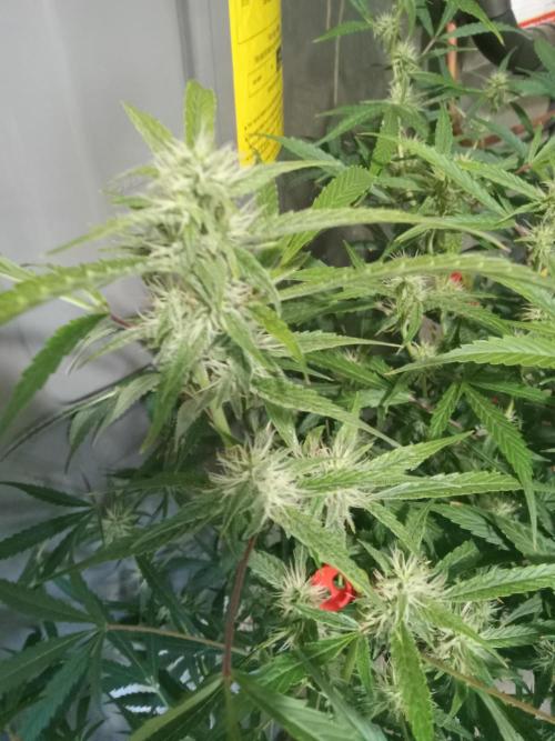 nasc purple lemonade. Week 14