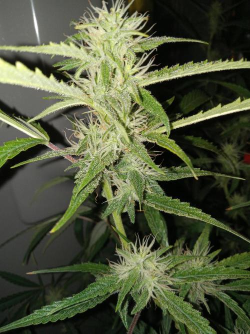 nasc purple lemonade. Week 14