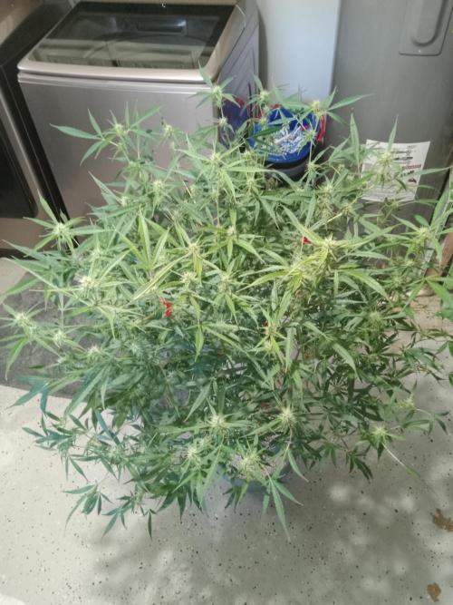 nasc purple lemonade. Week 14