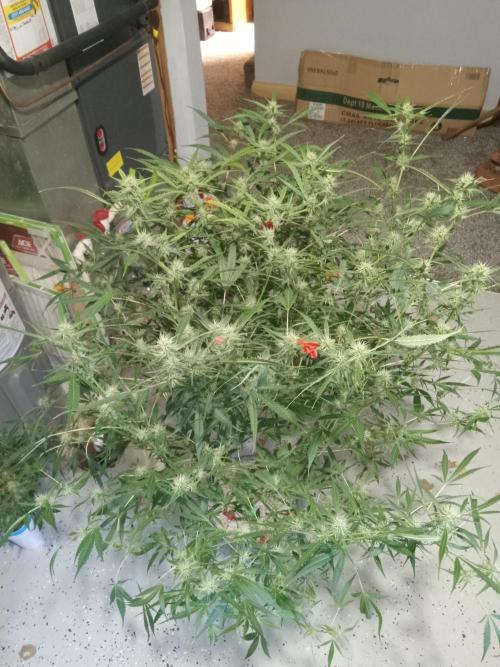 nasc purple lemonade. Week 14