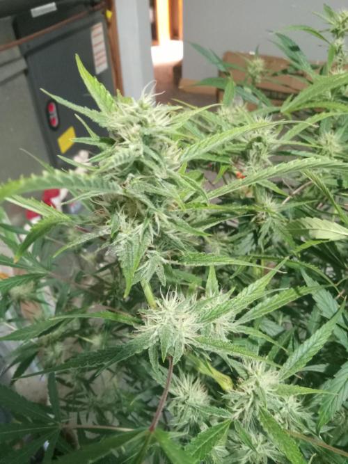 nasc purple lemonade. Week 14