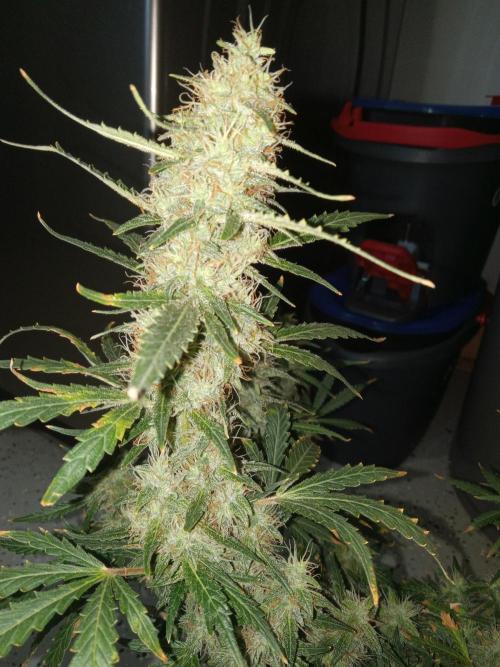 Gorilla Z auto solo cup grow. Week 11